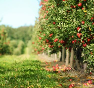 WEBSITE IMAGE SUSTAINABILITY.Jpg V7