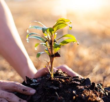 WEBSITE IMAGE SUSTAINABILITY.Jpg V6